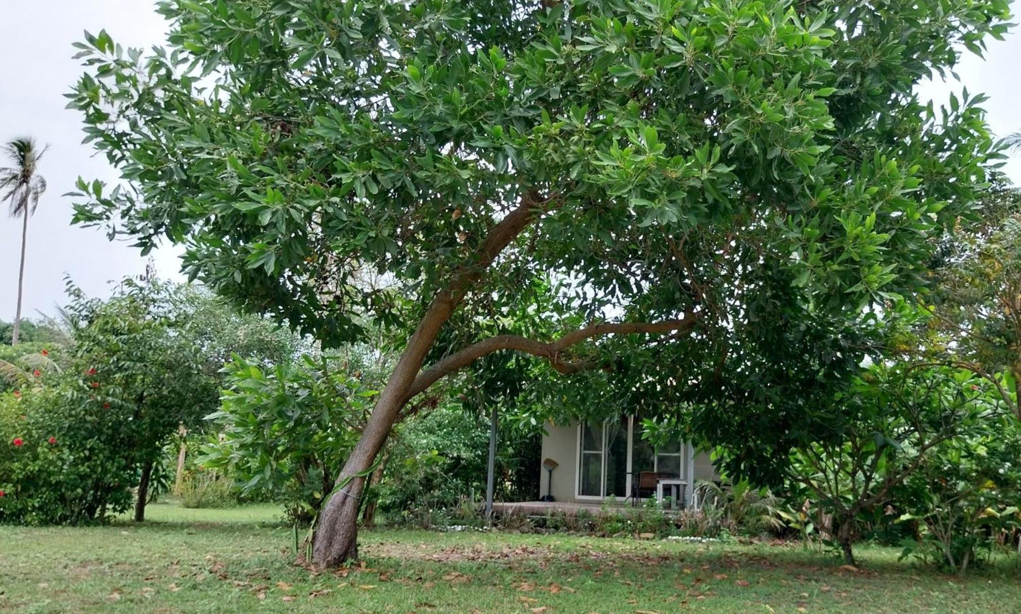 Naivacha Tent كو ماك المظهر الخارجي الصورة